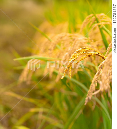 Rice. A large area of rice seedlings growing in the fields of Korea. Rice. A large area of rice seedlings growing in the fields of Korea. 132781287