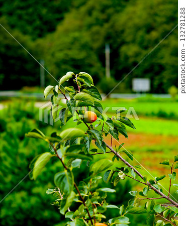 Persimmon tree with Ripe orange persimmons fruit in autumn garden in Korea Persimmon tree with Ripe orange persimmons fruit in autumn garden in Korea 132781288
