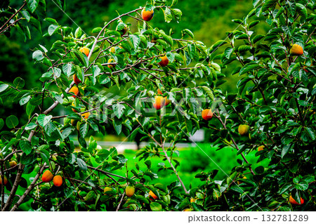 Persimmon tree with Ripe orange persimmons fruit in autumn garden in Korea Persimmon tree with Ripe orange persimmons fruit in autumn garden in Korea 132781289