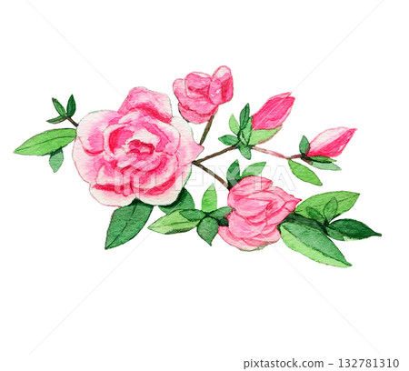 粉紅重瓣杜鵑花 132781310