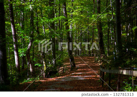 落葉鋪滿的林間步道景致 132781313