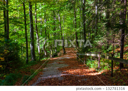 落葉鋪滿的林間步道景致 132781316