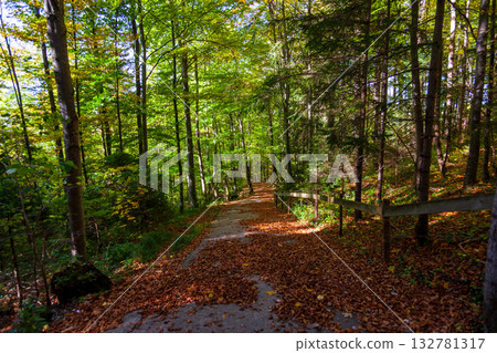 The scenery of the forest trail covered with fallen leaves The scenery of the forest trail covered with fallen leaves 132781317