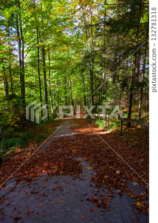 落葉鋪滿的林間步道景致 132781318