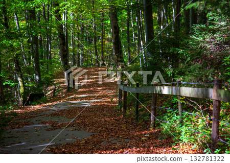 The scenery of the forest trail covered with fallen leaves 132781322