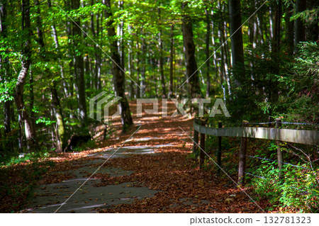 The scenery of the forest trail covered with fallen leaves 132781323