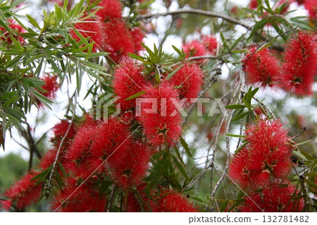 紅花瓶刷樹⑤ 132781482