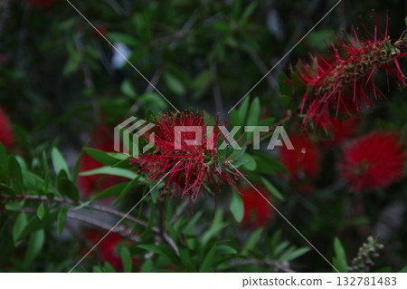 紅瓶刷花⑥ 132781483