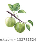 Branch of green apples isolated on white background. Hand drawn watercolor illustration for print and design 132781524