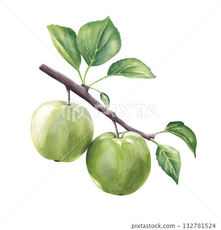 Branch of green apples isolated on white background. Hand drawn watercolor illustration for print and design Branch of green apples isolated on white background. Hand drawn watercolor illustration for print and design 132781524