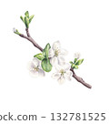 Apple flowers on a branch isolated on white background. Hand drawn watercolor illustration for print and design 132781525