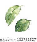 Green leaves isolated on white background. Hand drawn watercolor illustration for print and design 132781527