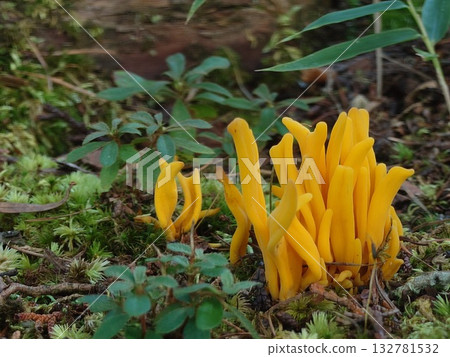 黃花 132781532