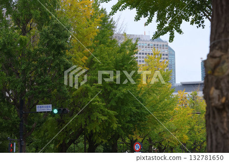 [National Diet Building] Ginkgo trees and autumn scenery 132781650