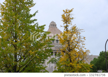 【國會大廈】銀杏樹和秋景 【國會大廈】銀杏樹和秋景 132781736