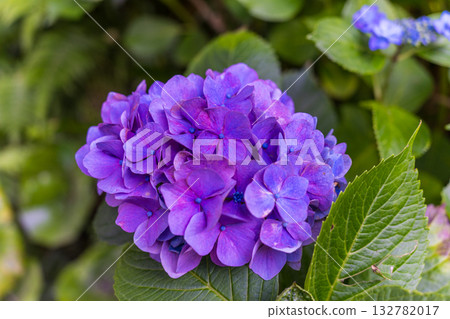 Vibrant hydrangea flowers seen at Hasedera Temple in Kamakura, Japan 132782017