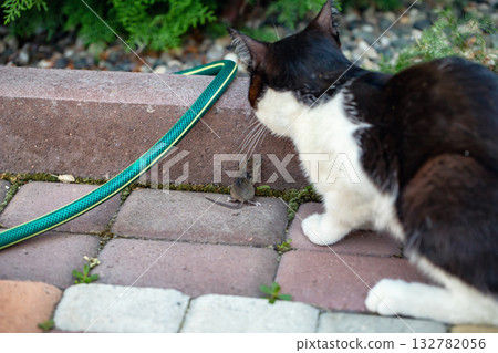 A domestic cat with a black and white color caught a mouse in the yard of the house 132782056