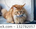 A red Maine Coon cat holds a captured mouse in his teeth 132782057