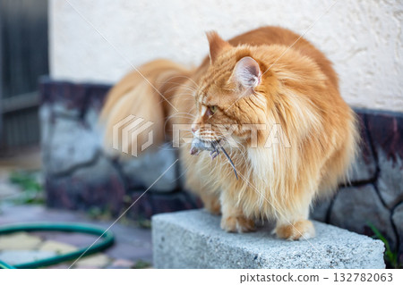 A red Maine Coon cat holds a captured mouse in his teeth A red Maine Coon cat holds a captured mouse in his teeth 132782063