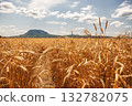 Ears of wheat ripen under the scorching sun against background of mountains 132782075