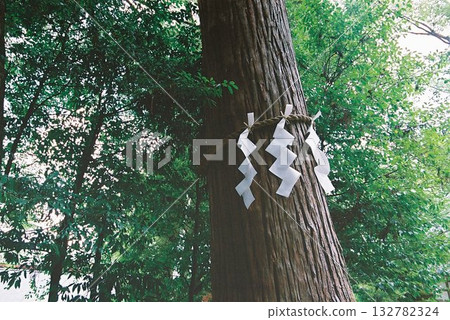 A large sacred tree growing at a shrine photographed with a film camera 132782324