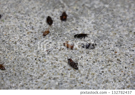 大量煙燻蟑螂 132782437