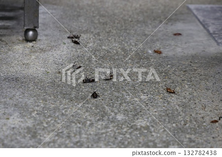 大量煙燻蟑螂 132782438