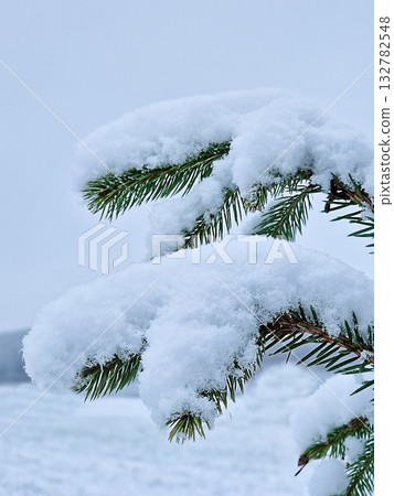 fir branch covered with snow as background Merry Christmas and Happy New Year Holidays greeting card 132782548