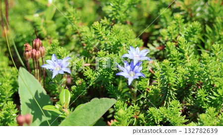 北海道旭嶽山宮面塔 132782639