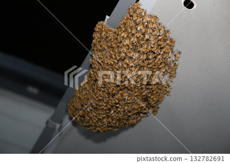 Bee on bee 132782691