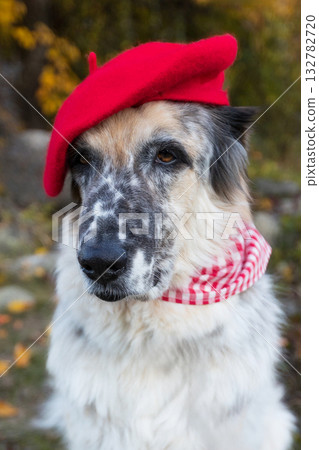 Big dog in bright red beret in autumn park 132782720