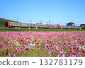 Cosmos field and 813 series train (JR Kyushu) 132783179