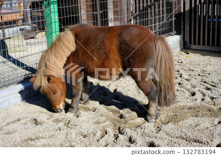 函館公園小馬 132783194