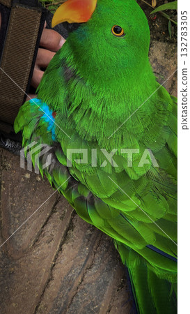 green parrot showcases a vivid orange beak and sharp eye, set against a warm neutral backdrop. A striking nature portrait highlighting color, detail, and avian character. green parrot showcases a vivid orange beak and sharp eye, set against a warm neutral backdrop. A striking nature portrait highlighting color, detail, and avian character. 132783305