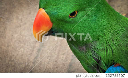 green parrot showcases a vivid orange beak and sharp eye, set against a warm neutral backdrop. A striking nature portrait highlighting color, detail, and avian character. 132783307