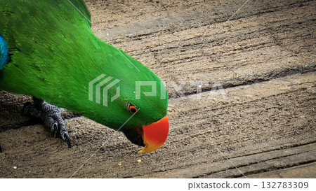 green parrot showcases a vivid orange beak and sharp eye, set against a warm neutral backdrop. A striking nature portrait highlighting color, detail, and avian character. green parrot showcases a vivid orange beak and sharp eye, set against a warm neutral backdrop. A striking nature portrait highlighting color, detail, and avian character. 132783309