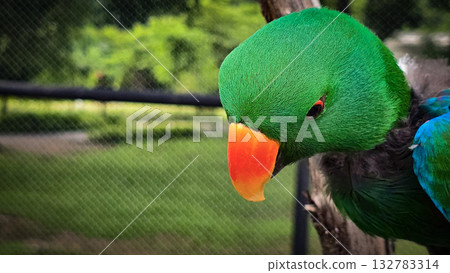 green parrot showcases a vivid orange beak and sharp eye, set against a warm neutral backdrop. A striking nature portrait highlighting color, detail, and avian character. green parrot showcases a vivid orange beak and sharp eye, set against a warm neutral backdrop. A striking nature portrait highlighting color, detail, and avian character. 132783314