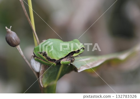 薏米葉上的樹蛙 132783326
