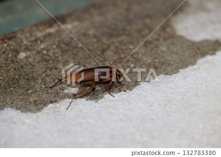 Walking American cockroach Walking American cockroach 132783380
