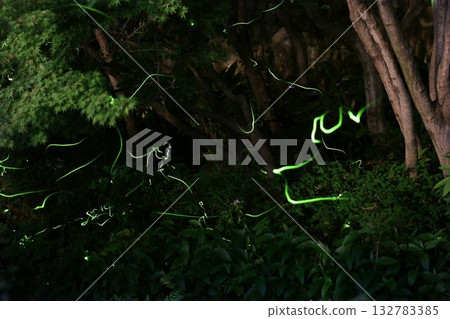Forest firefly 132783385