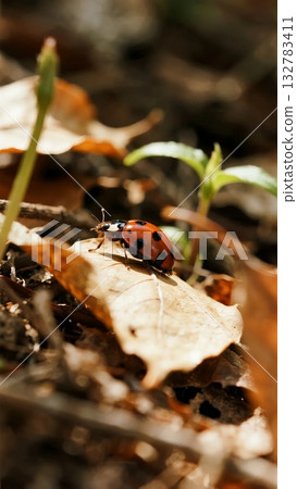 二十四節氣春景:第三部:瓢蟲 二十四節氣春景:第三部:瓢蟲 132783411