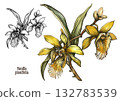 Botanical illustration of Vanilla planifolia orchid 132783539