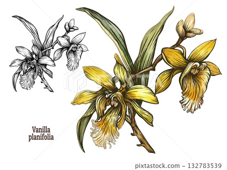 Botanical illustration of Vanilla planifolia orchid 132783539
