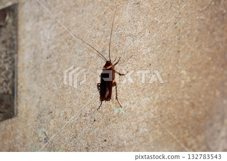 American cockroaches clinging to walls 132783543
