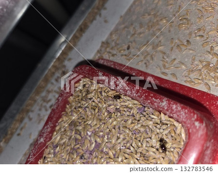 Rodenticide leopard beetle Rodenticide leopard beetle 132783546