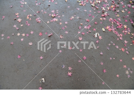 Autumn leaves walking path 132783644