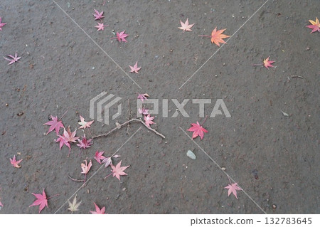 Autumn leaves walking path Autumn leaves walking path 132783645