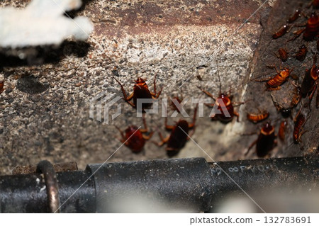 American cockroach outbreak American cockroach outbreak 132783691