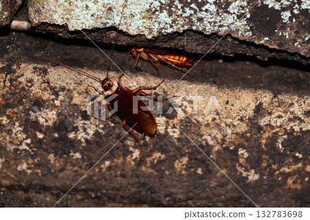 American cockroaches in wall gaps 132783698