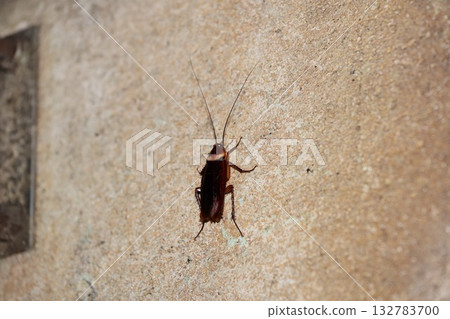American cockroaches clinging to walls 132783700